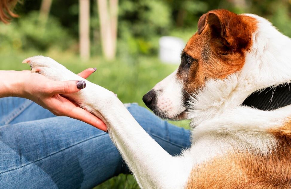 dogoterapia