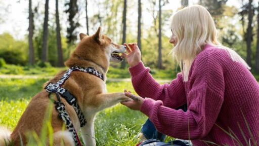 Dogoterapia – jak zacząć pracę w zawodzie?