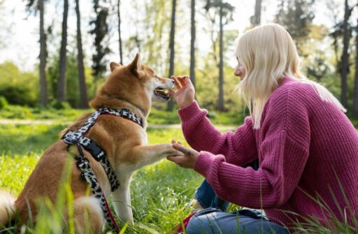 Dogoterapia – jak zacząć pracę w zawodzie?